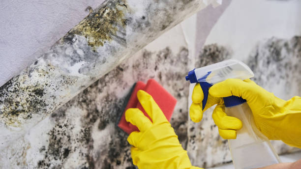 Best Emergency Mold Remediation in Duquesne, MO